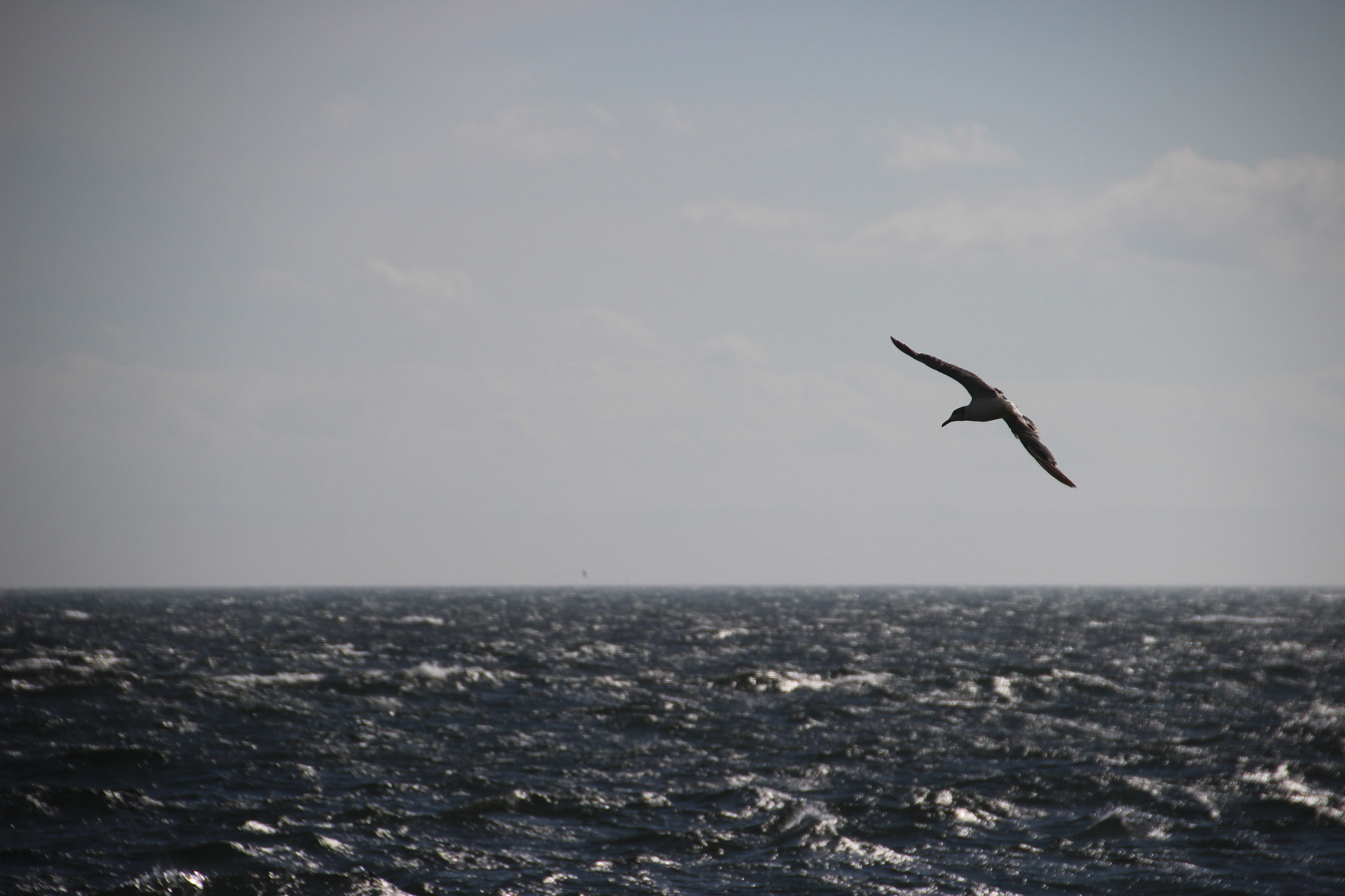 Canon EOS 600D (Rebel EOS T3i / EOS Kiss X5) sample photo. Never mind strong wind photography