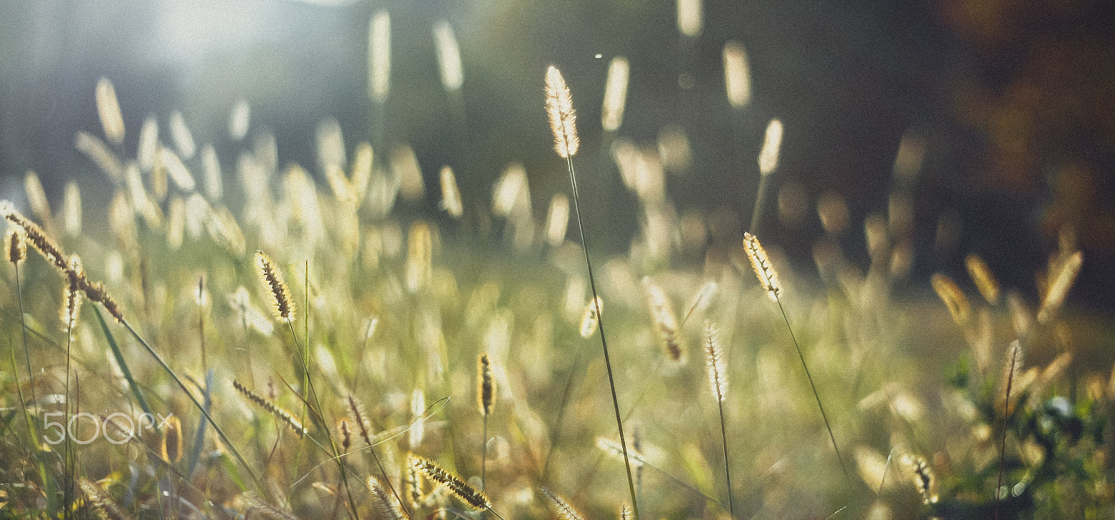 Canon EF 35-80mm f/4-5.6 sample photo. Autumn photography