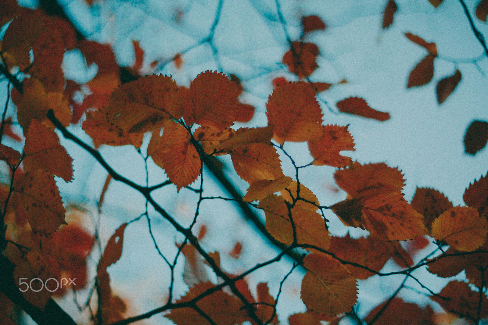 Canon EF 35-80mm f/4-5.6 sample photo. Autumn photography