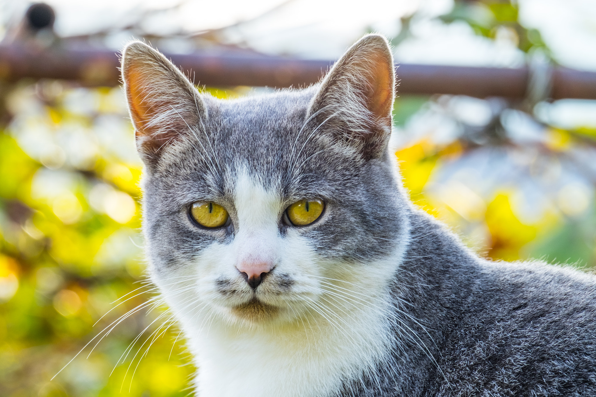 Fujifilm X-T10 + Fujifilm XC 50-230mm F4.5-6.7 OIS II sample photo. The cat! photography