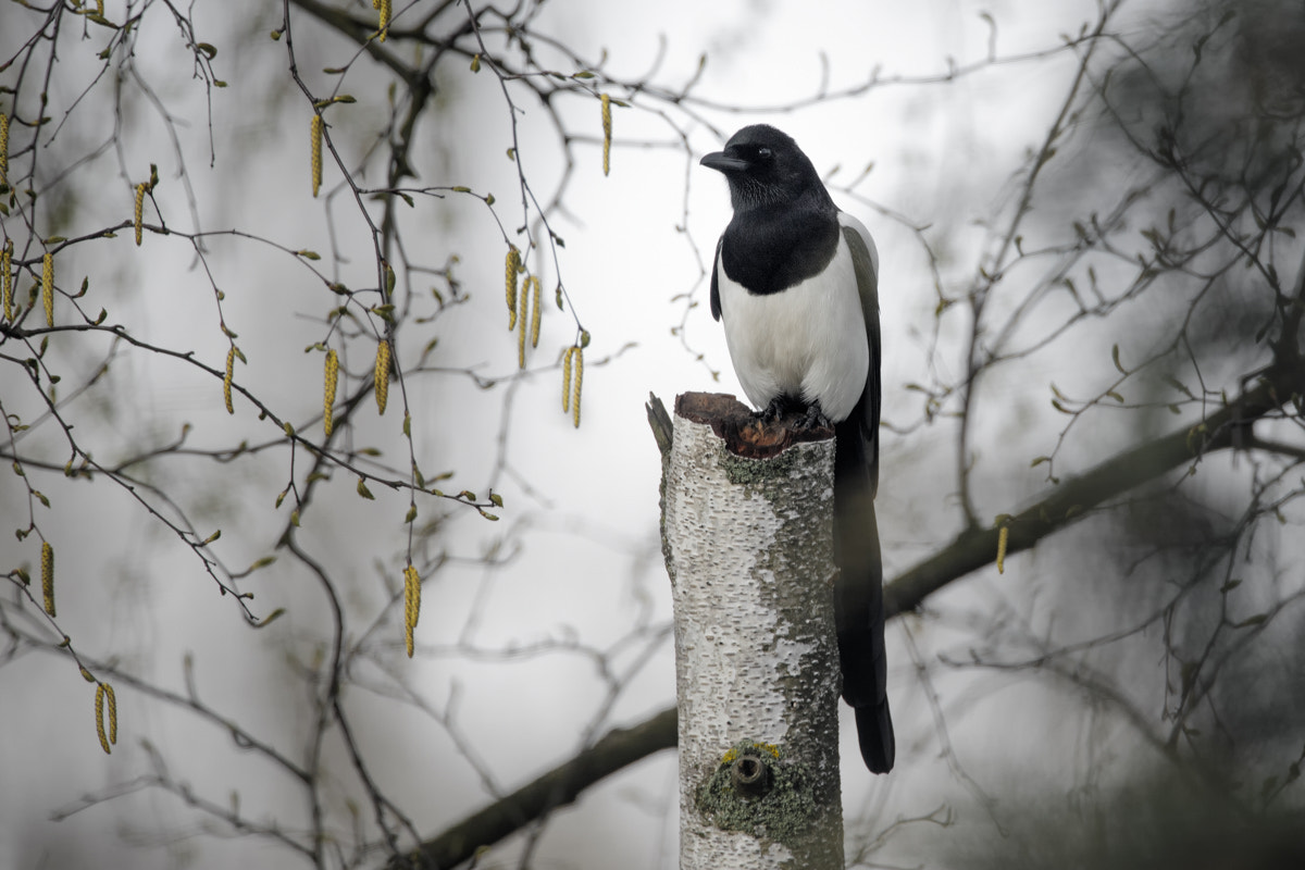 Canon EF 400mm F2.8L IS II USM sample photo. Magpie photography