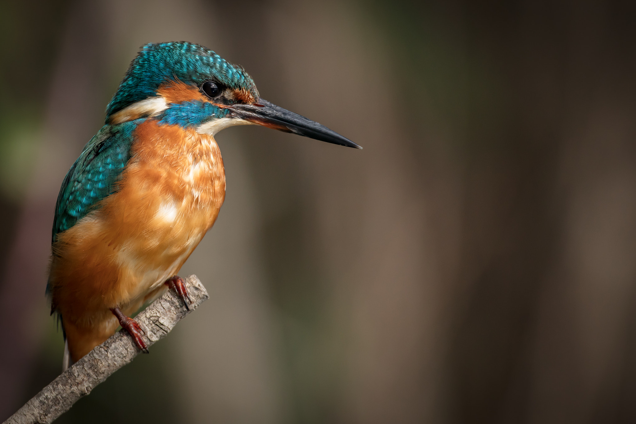Canon EF 500mm F4L IS USM sample photo. The kingfisher photography