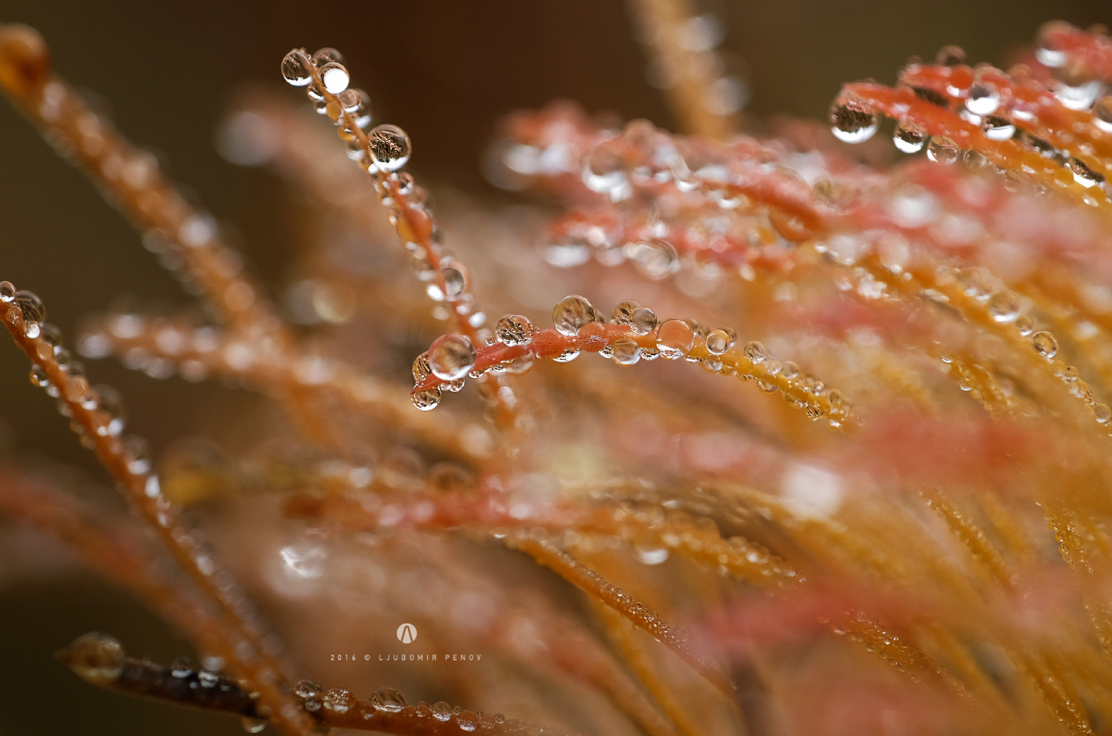 Fujifilm X-T1 + ZEISS Touit 50mm F2.8 sample photo. Autumn drops photography