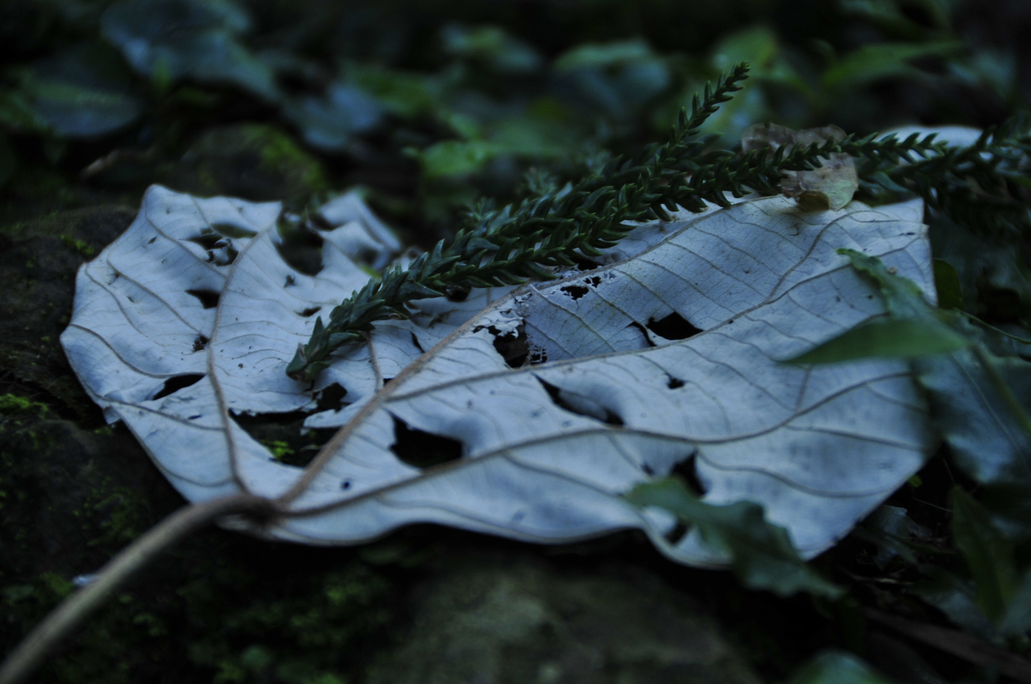 Nikon D3 sample photo. .. photography