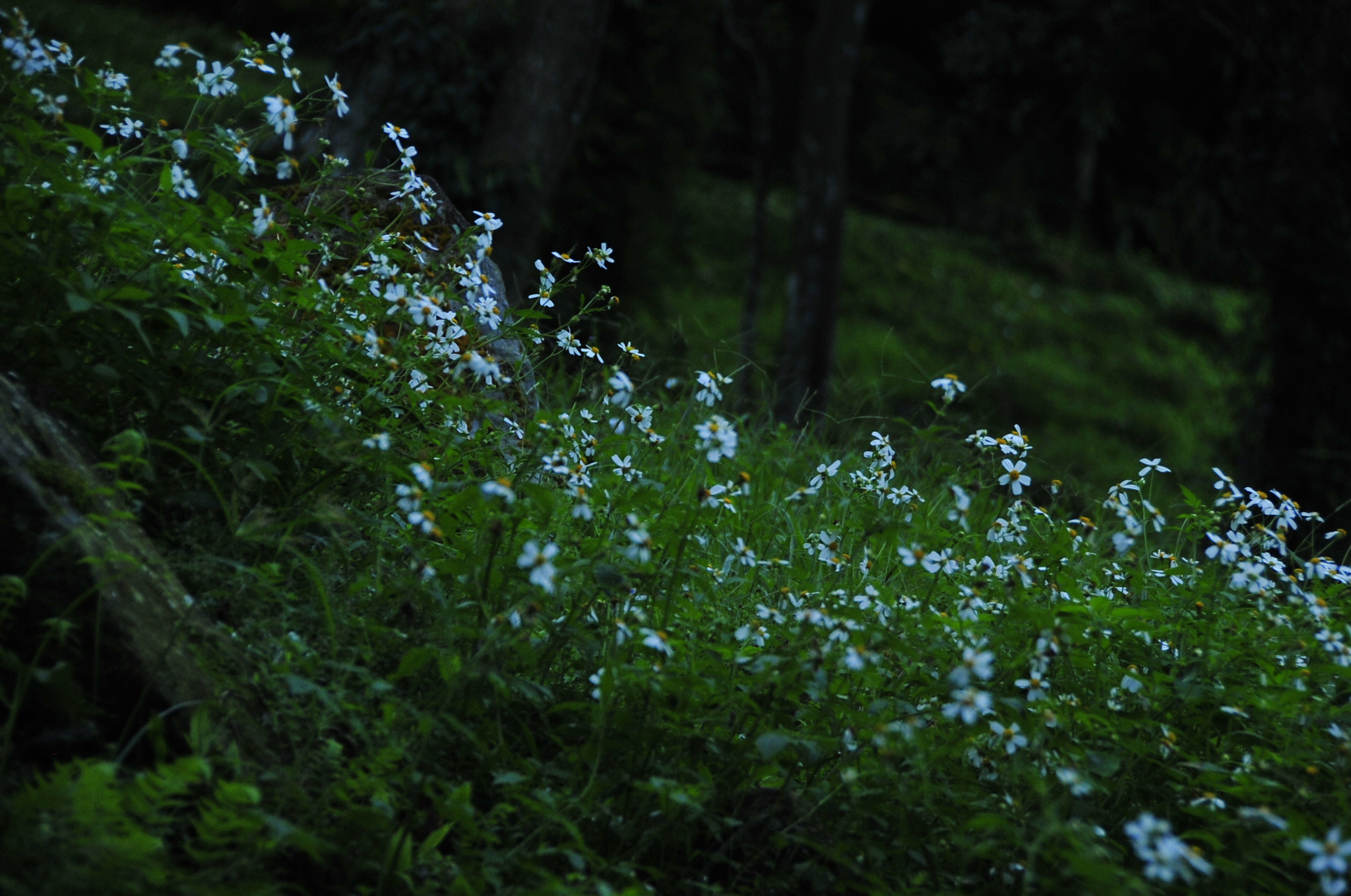 Nikon D3 sample photo. .. photography