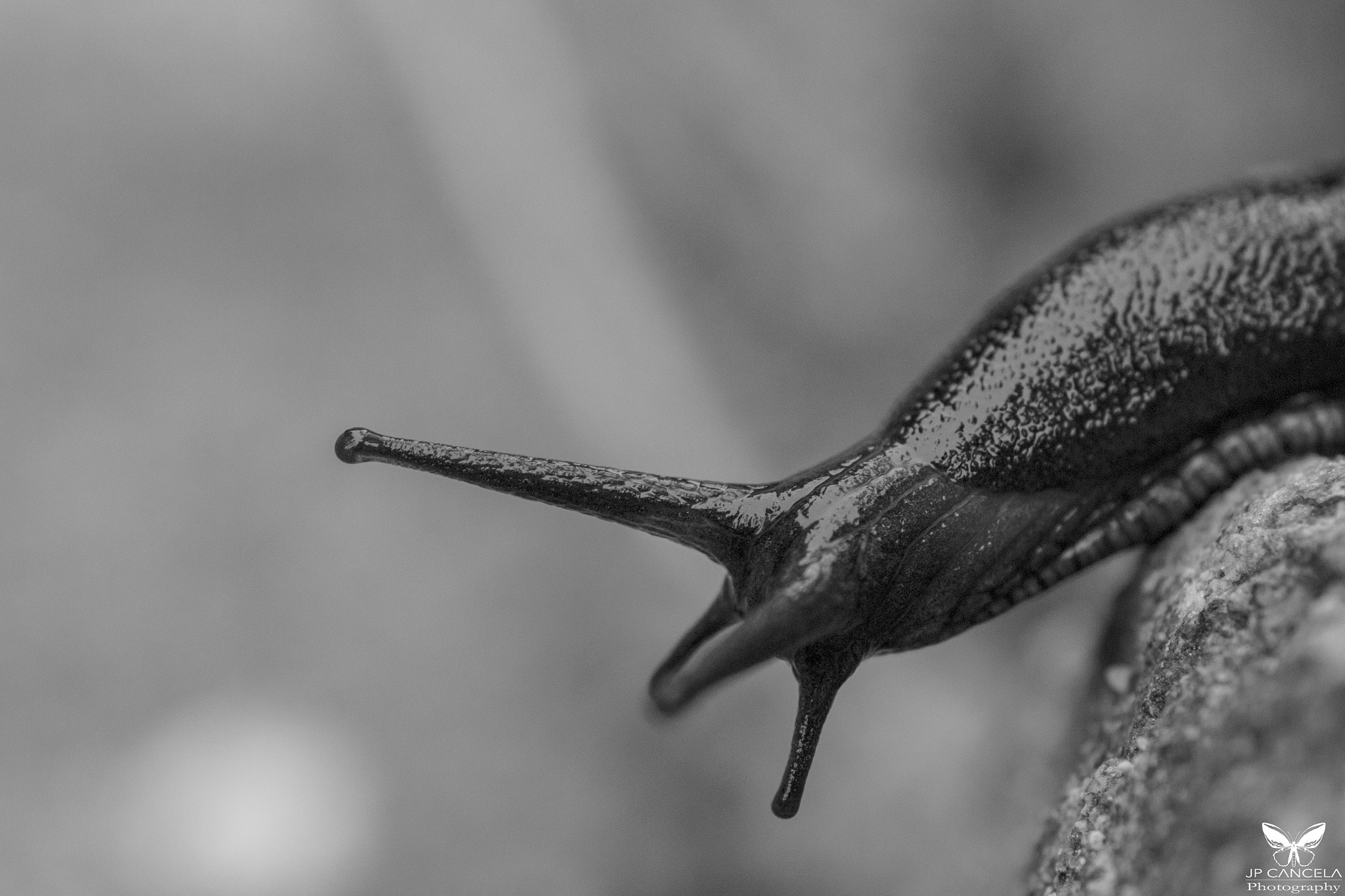 Canon EOS 700D (EOS Rebel T5i / EOS Kiss X7i) + Tamron SP AF 90mm F2.8 Di Macro sample photo. Black slug photography