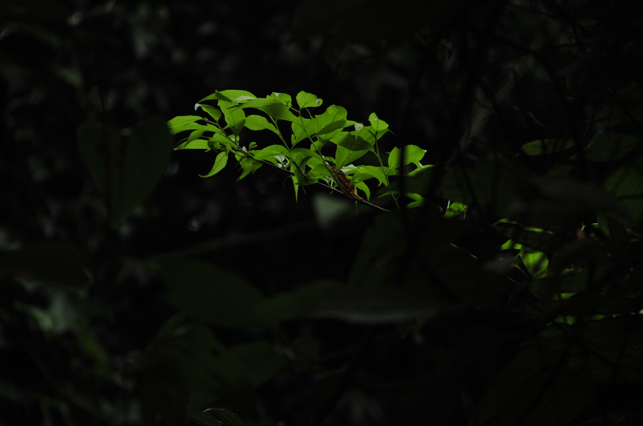 Nikon D3 sample photo. .. photography