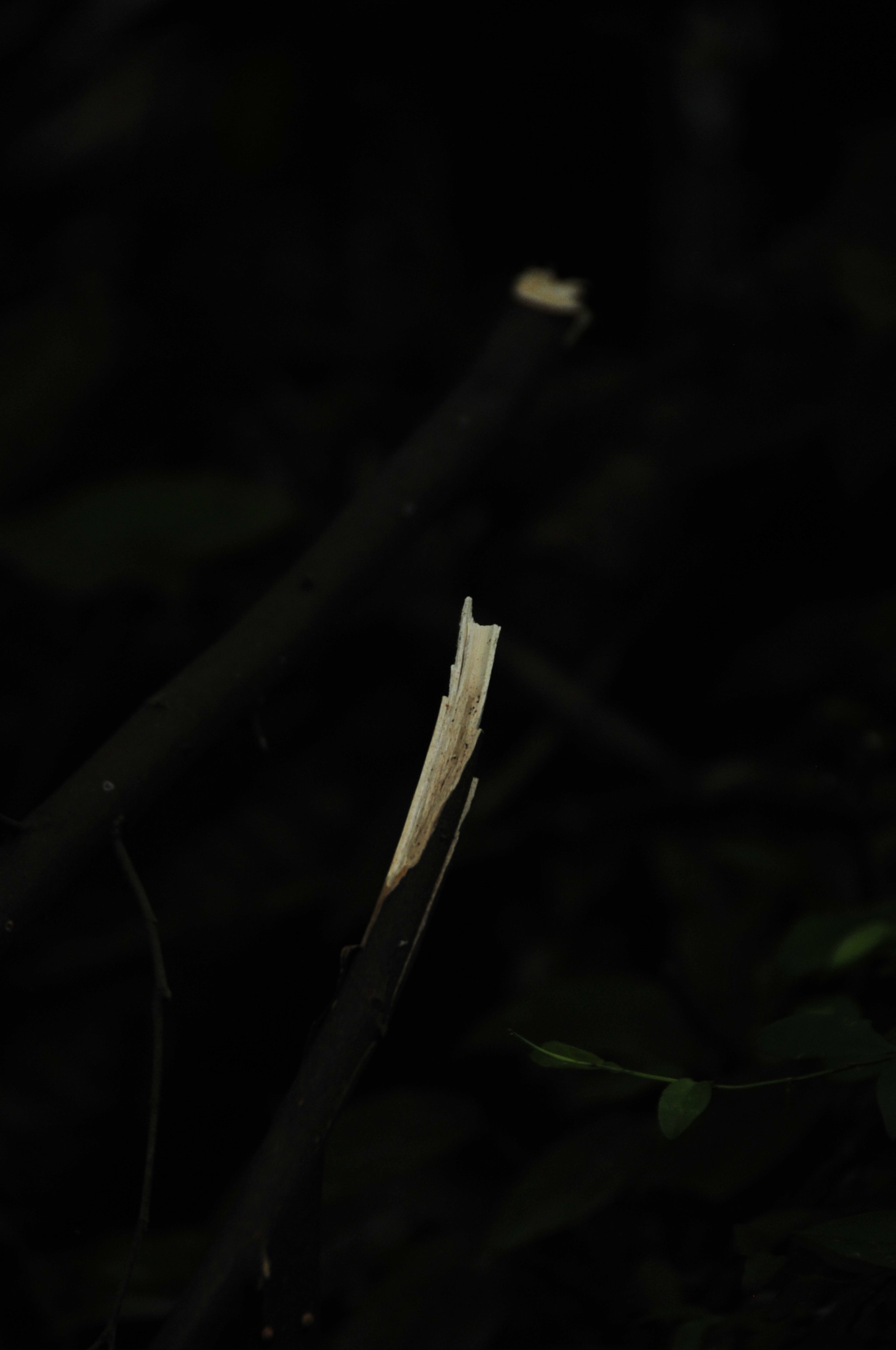 Nikon D3 sample photo. .. photography