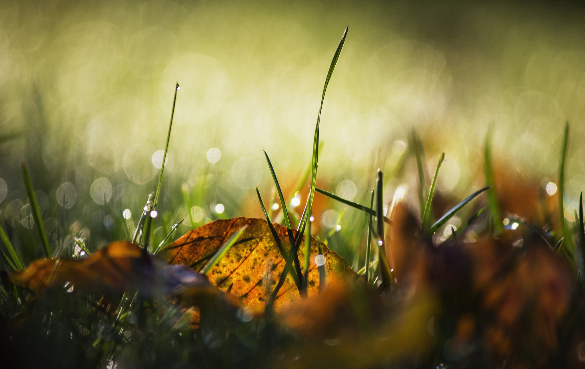 Canon EOS 650D (EOS Rebel T4i / EOS Kiss X6i) sample photo. Autumn photography