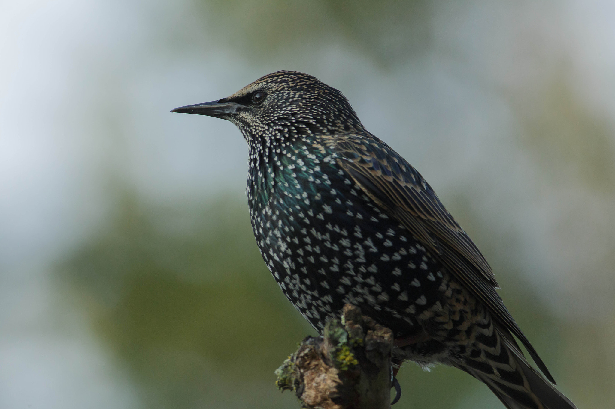 Canon EF 400mm F5.6L USM sample photo. De spreeuw starling (sturnus vulgaris) photography