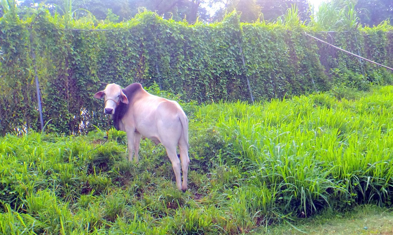 Sony Cyber-shot DSC-TF1 sample photo. Philippine cattle photography