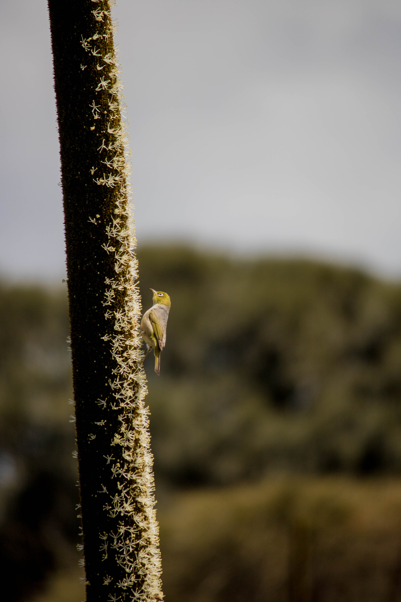 Canon EOS 750D (EOS Rebel T6i / EOS Kiss X8i) + Canon EF-S 55-250mm F4-5.6 IS II sample photo. Little bird photography