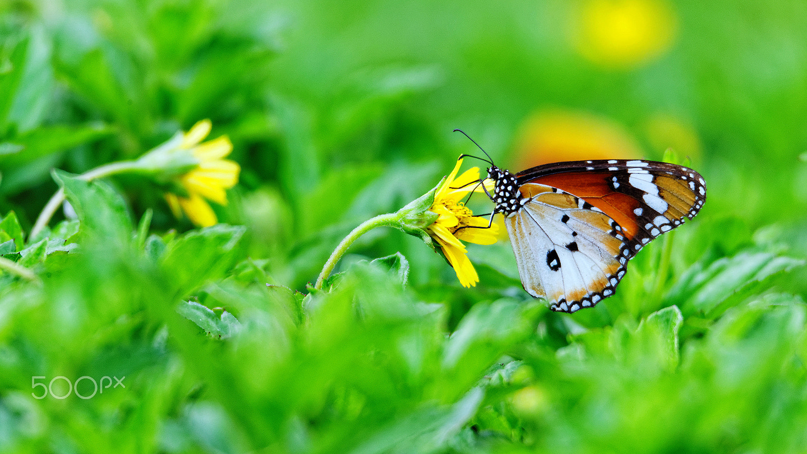 Tamron SP 150-600mm F5-6.3 Di VC USD sample photo. Butterfly5 photography