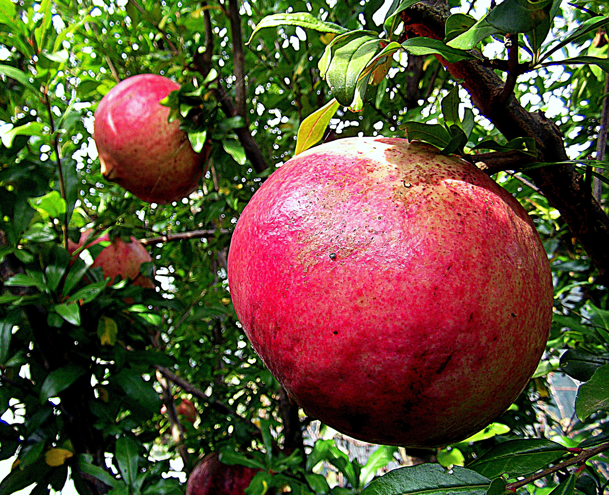 Fujifilm FinePix JX250 sample photo. Frutti autunnali, le belle e buonissime melagrane. photography