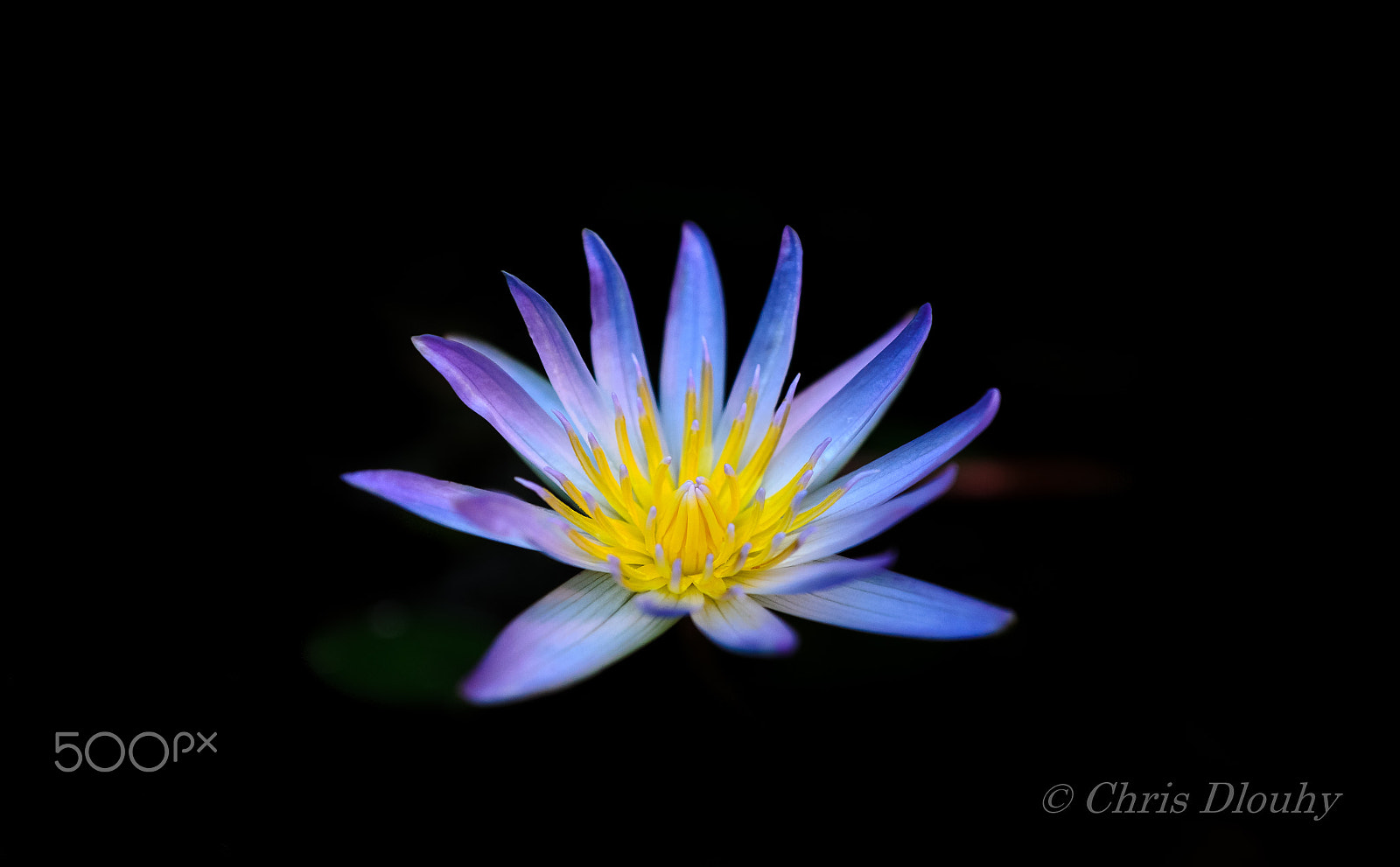 Nikon AF-S Nikkor 14-24mm F2.8G ED sample photo. Water liliy photography