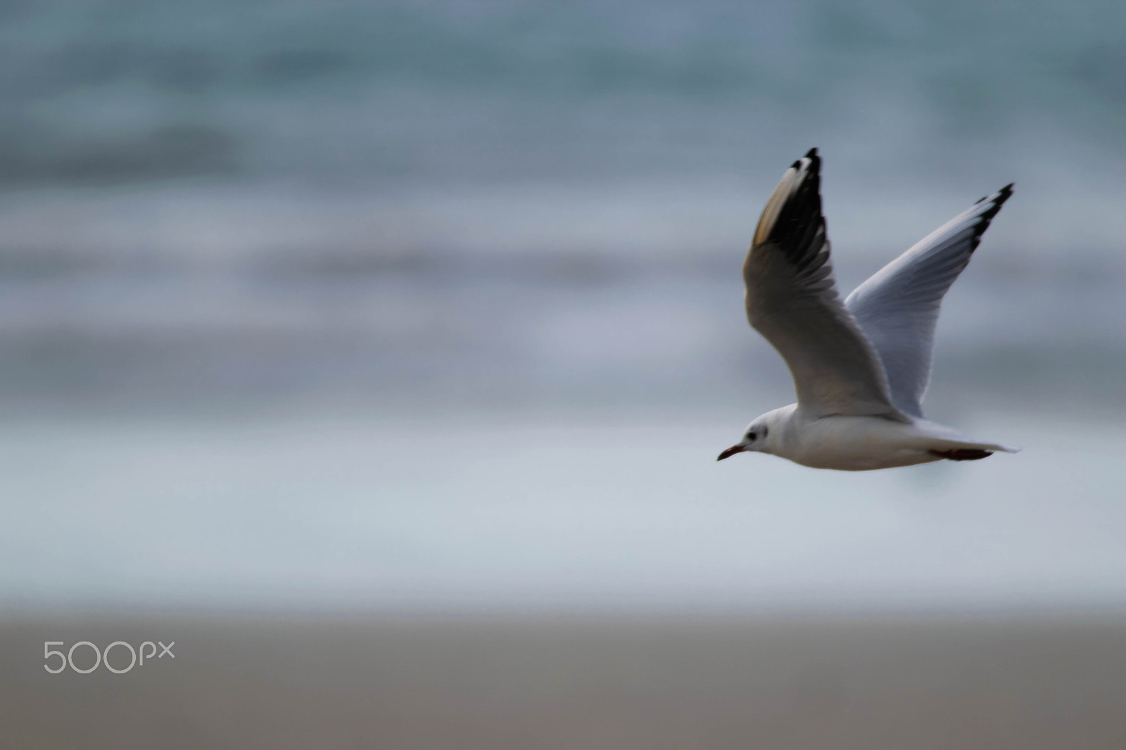 Sigma 150-600mm F5-6.3 DG OS HSM | C sample photo. Plage plomo () photography