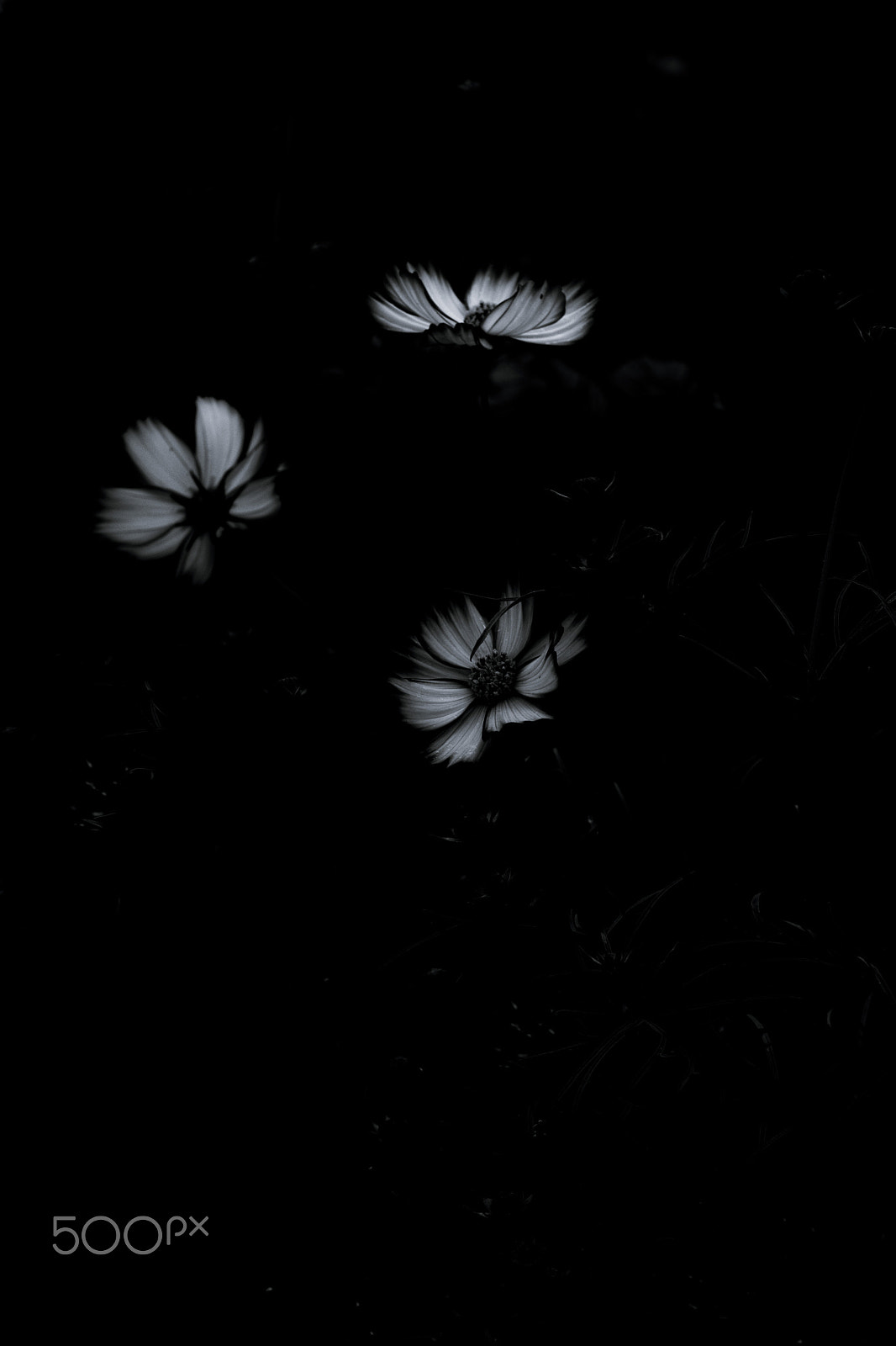 Fujifilm X-Pro2 + Fujifilm XF 55-200mm F3.5-4.8 R LM OIS sample photo. Cosmos photography