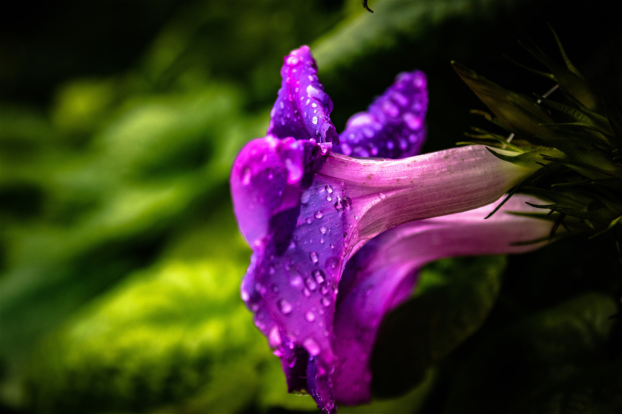 Canon EF 75-300mm F4.0-5.6 IS USM sample photo. Flor a la tardor photography