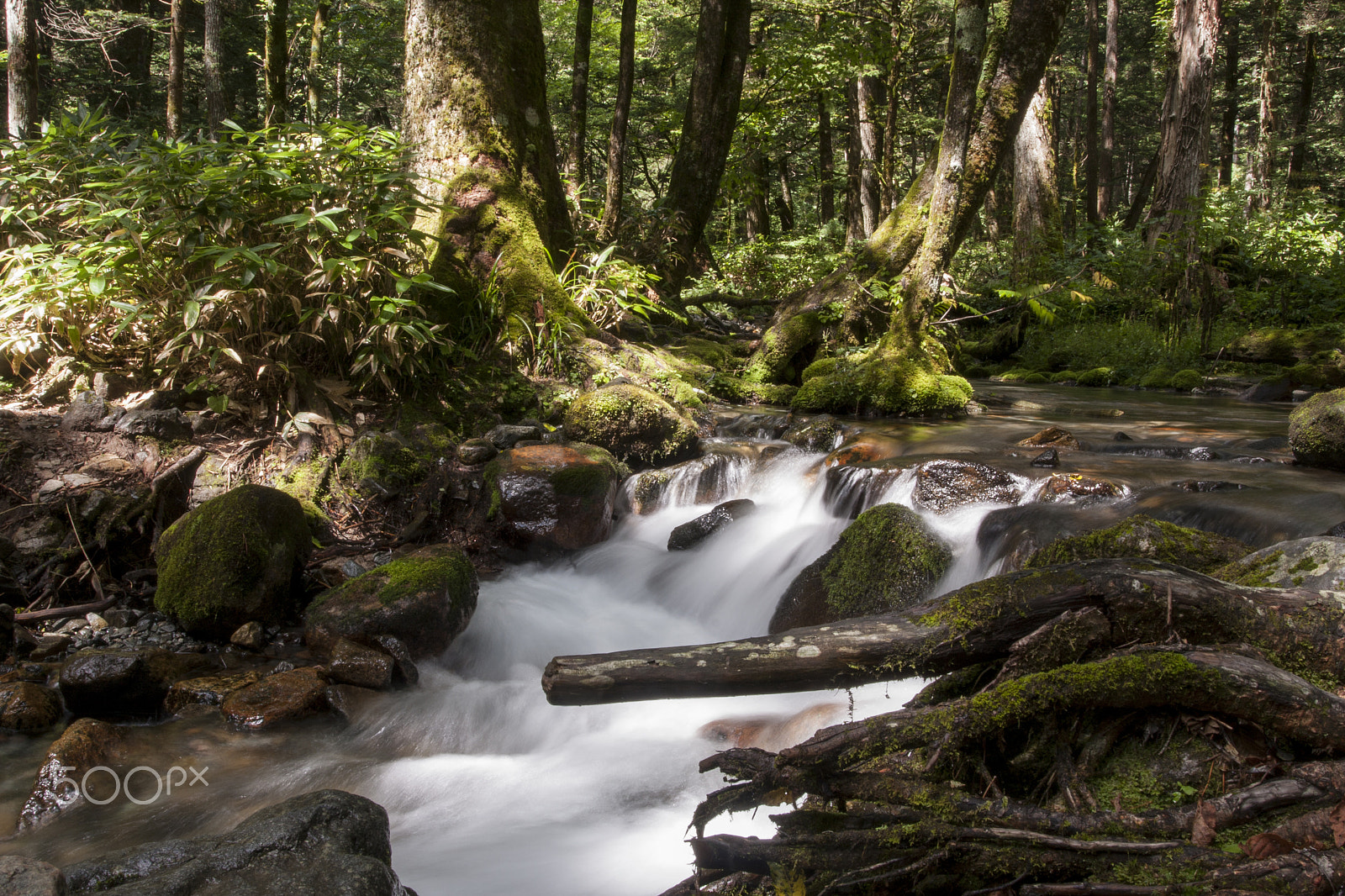 Canon EOS 40D + Canon EF 17-40mm F4L USM sample photo. Silent ripples in the forest photography