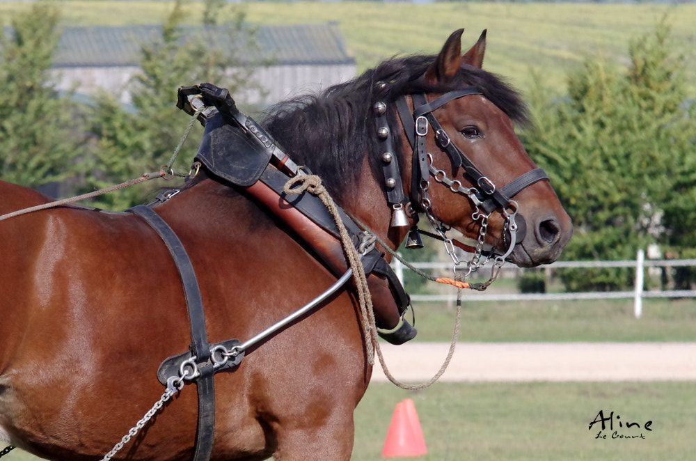 Pentax K-5 IIs + Sigma 70-200mm F2.8 EX DG Macro HSM II sample photo. Comtois, draft horse photography