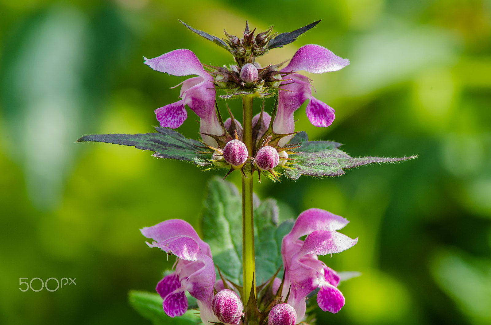 Pentax K-50 + Tamron AF 70-300mm F4-5.6 Di LD Macro sample photo. A dead-nettle photography
