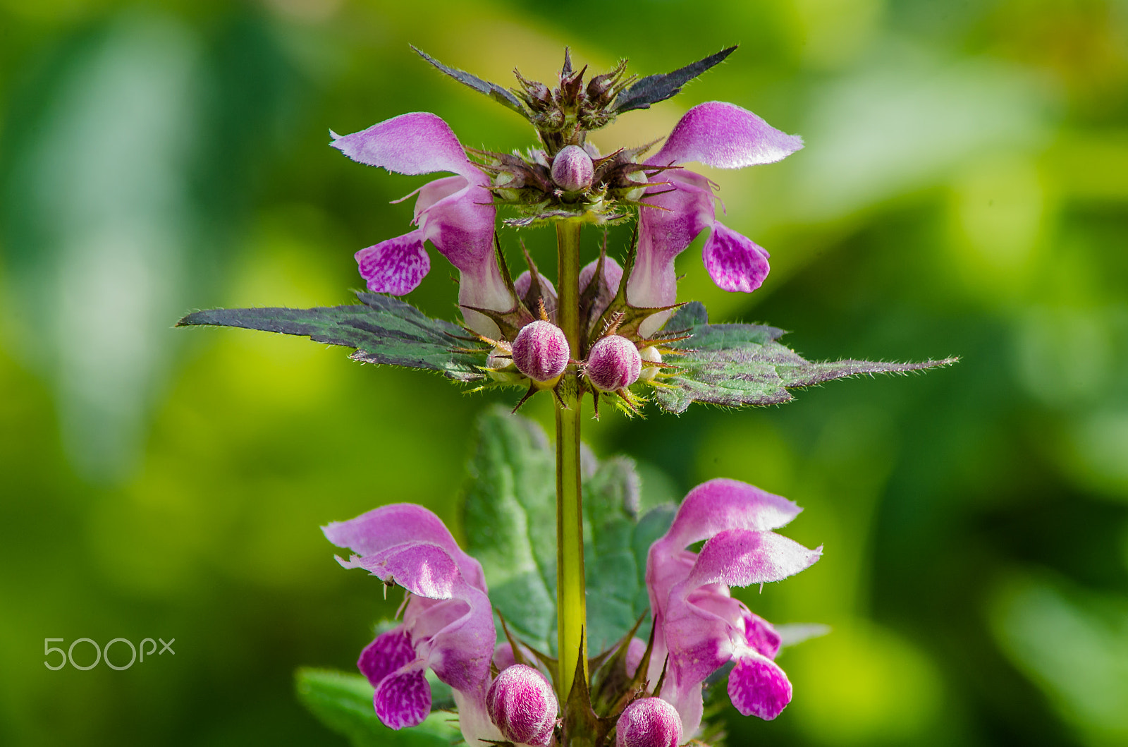 Pentax K-50 sample photo. A dead-nettle photography