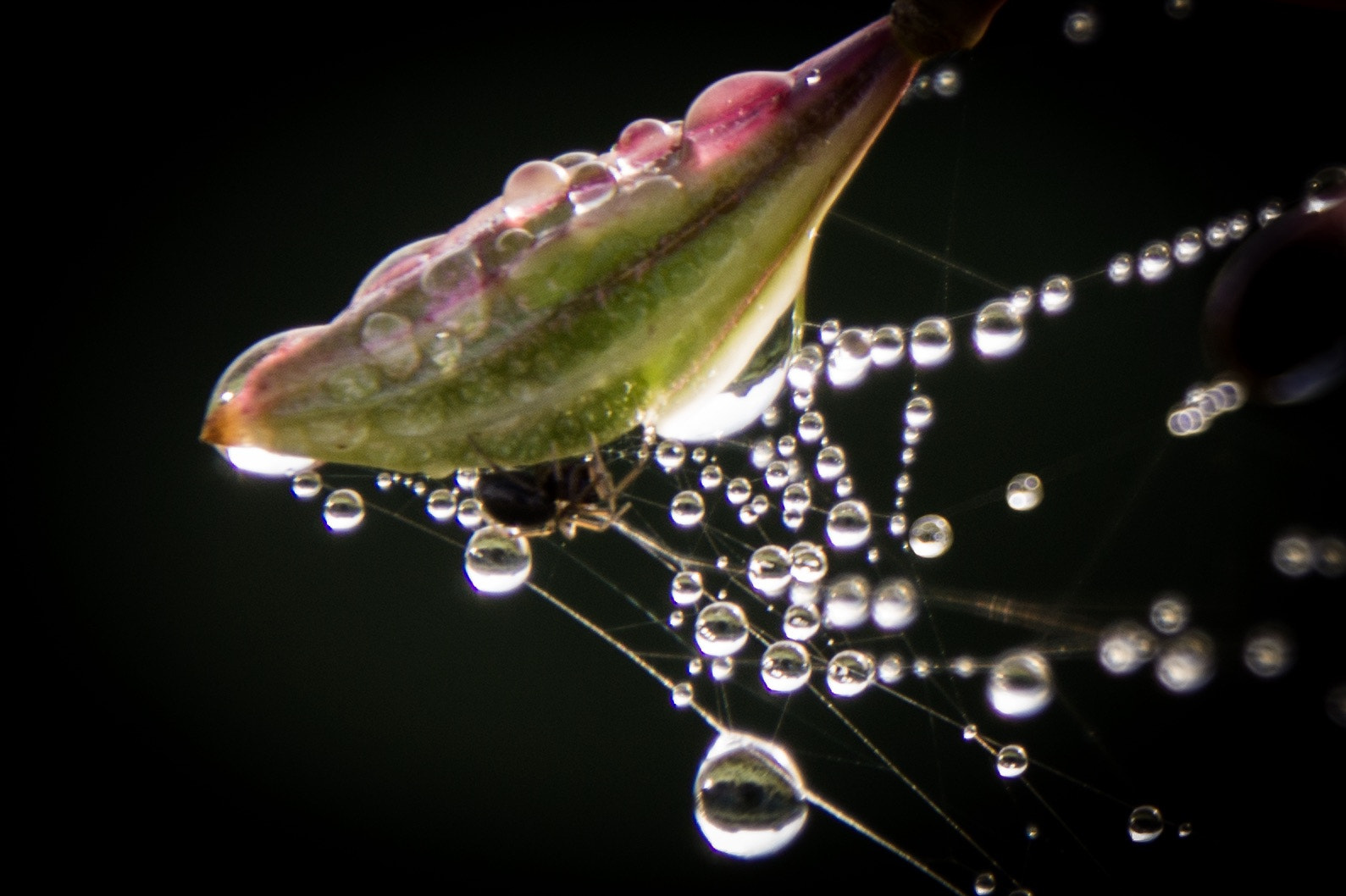 Sony SLT-A58 + Tamron 16-300mm F3.5-6.3 Di II VC PZD Macro sample photo. Artful spider web at a late bud with spider photography