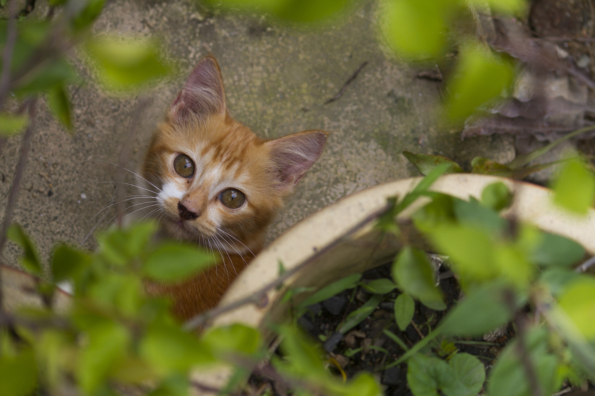 Canon EF-S 55-250mm F4-5.6 IS sample photo. Cat & green leaves photography