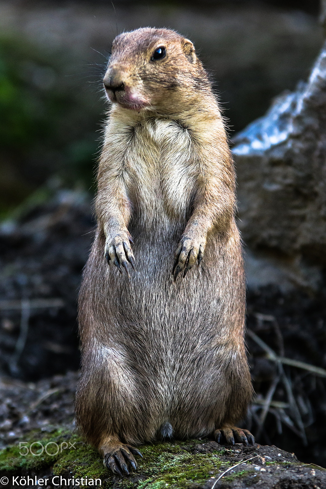 Sigma 70-200mm F2.8 EX DG OS HSM sample photo. Zoo salzburg 2016 photography
