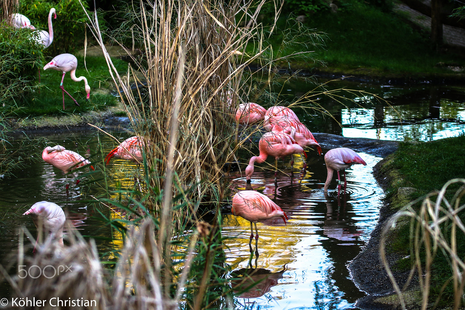 Sigma 70-200mm F2.8 EX DG OS HSM sample photo. Zoo salzburg 2016 photography