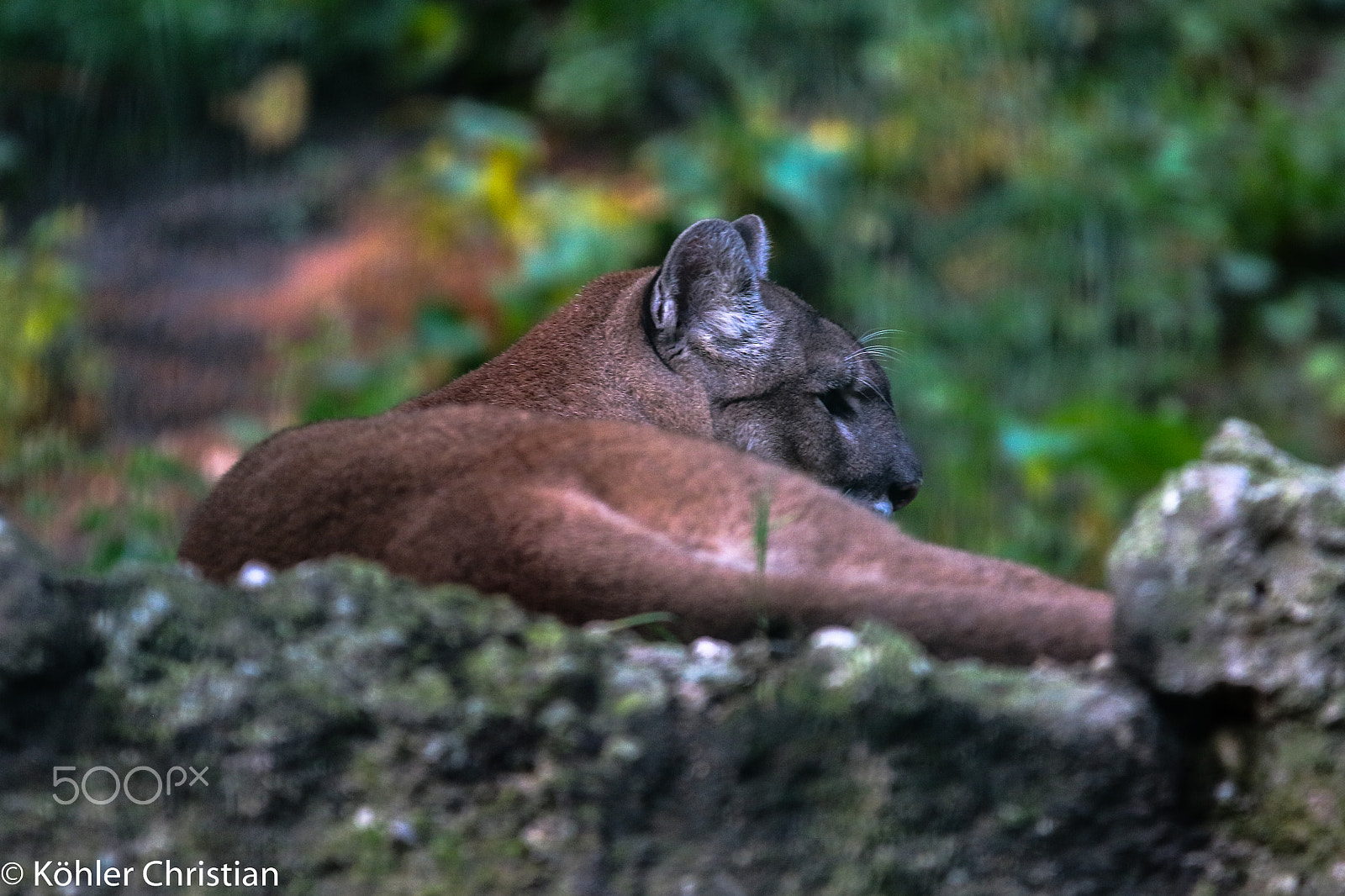 Sigma 70-200mm F2.8 EX DG OS HSM sample photo. Zoo salzburg 2016 photography