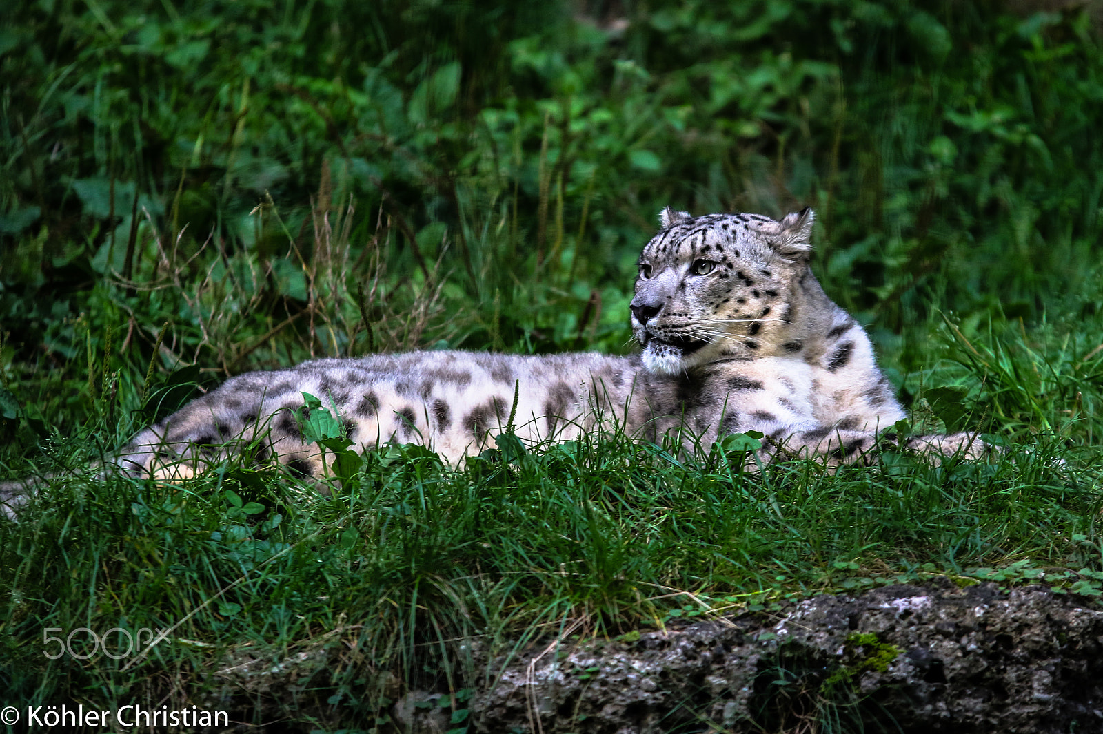Sigma 70-200mm F2.8 EX DG OS HSM sample photo. Zoo salzburg 2016 photography