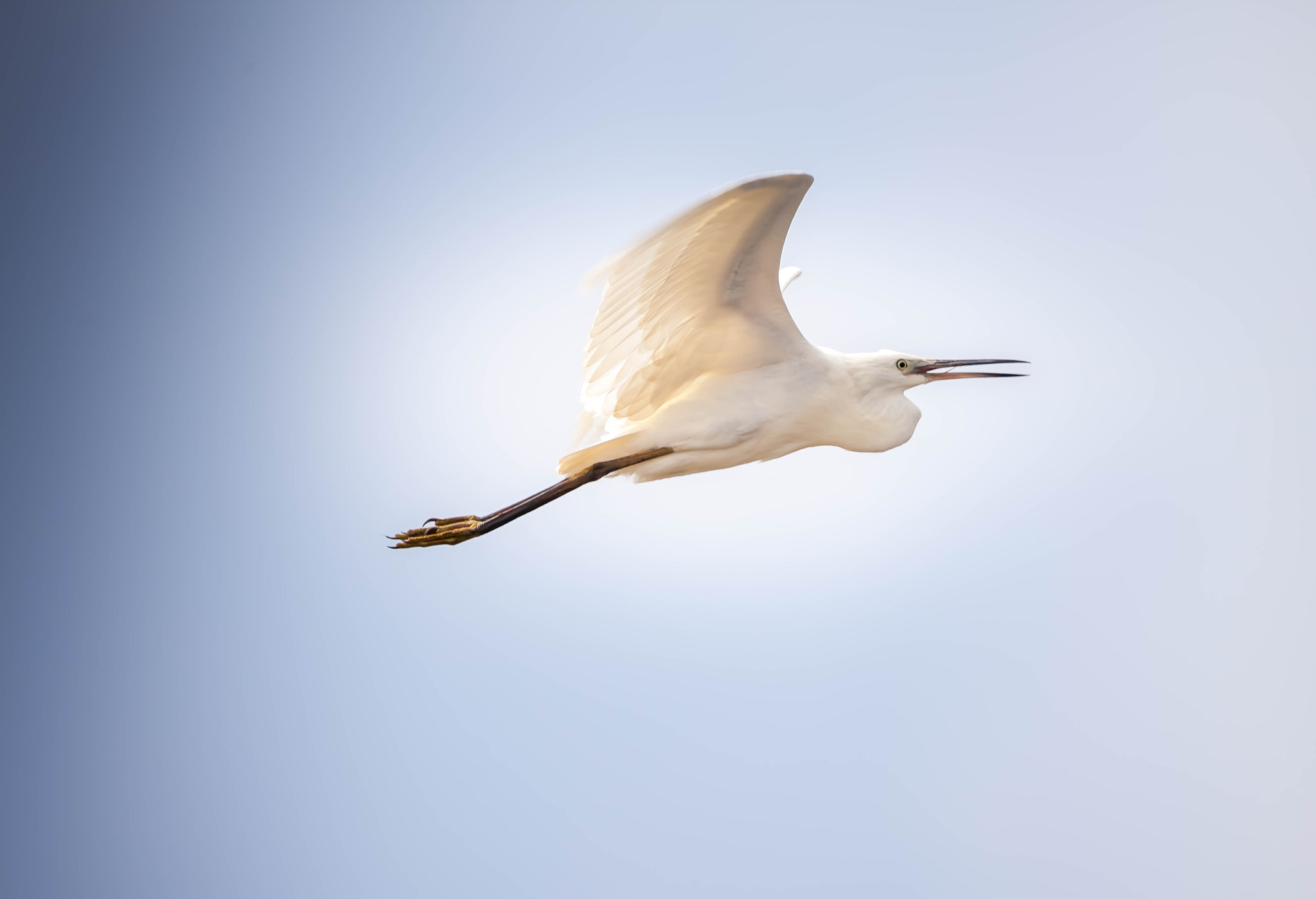 150-600mm F5-6.3 DG OS HSM | Contemporary 015 sample photo. Great egret photography