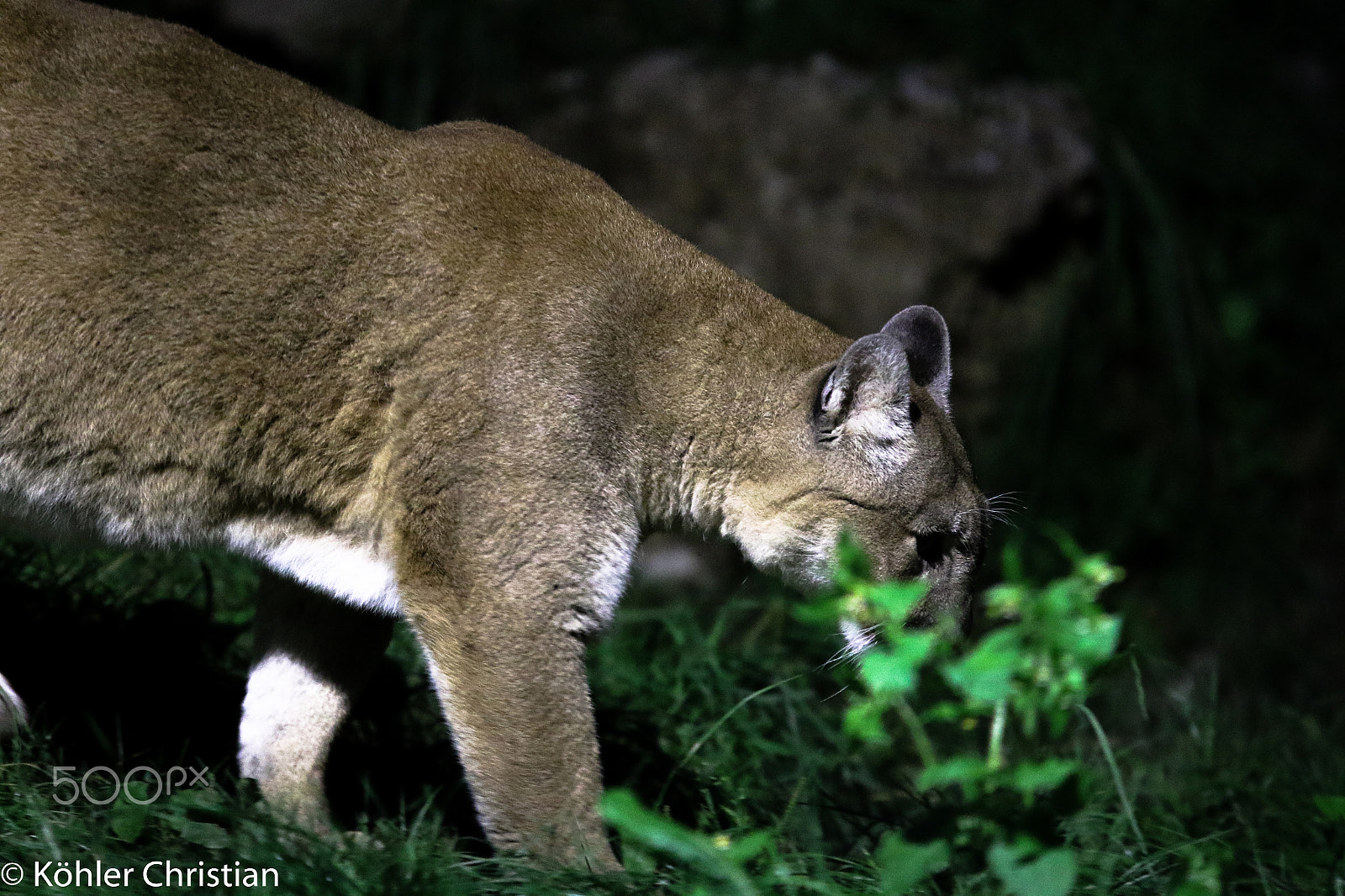 Sigma 70-200mm F2.8 EX DG OS HSM sample photo. Zoo salzburg 2016 photography