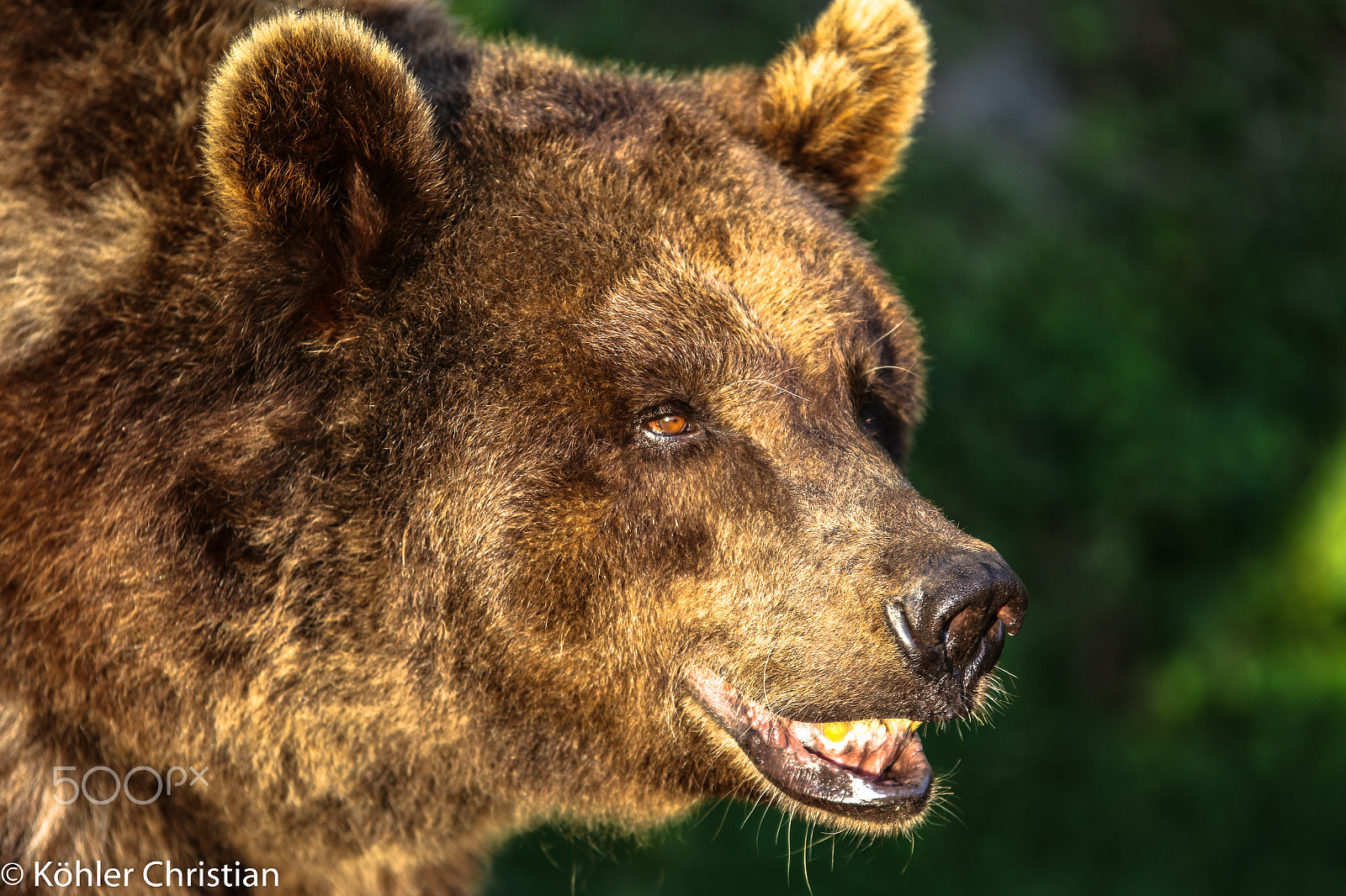 Sigma 70-200mm F2.8 EX DG OS HSM sample photo. Zoo salzburg 2016 photography