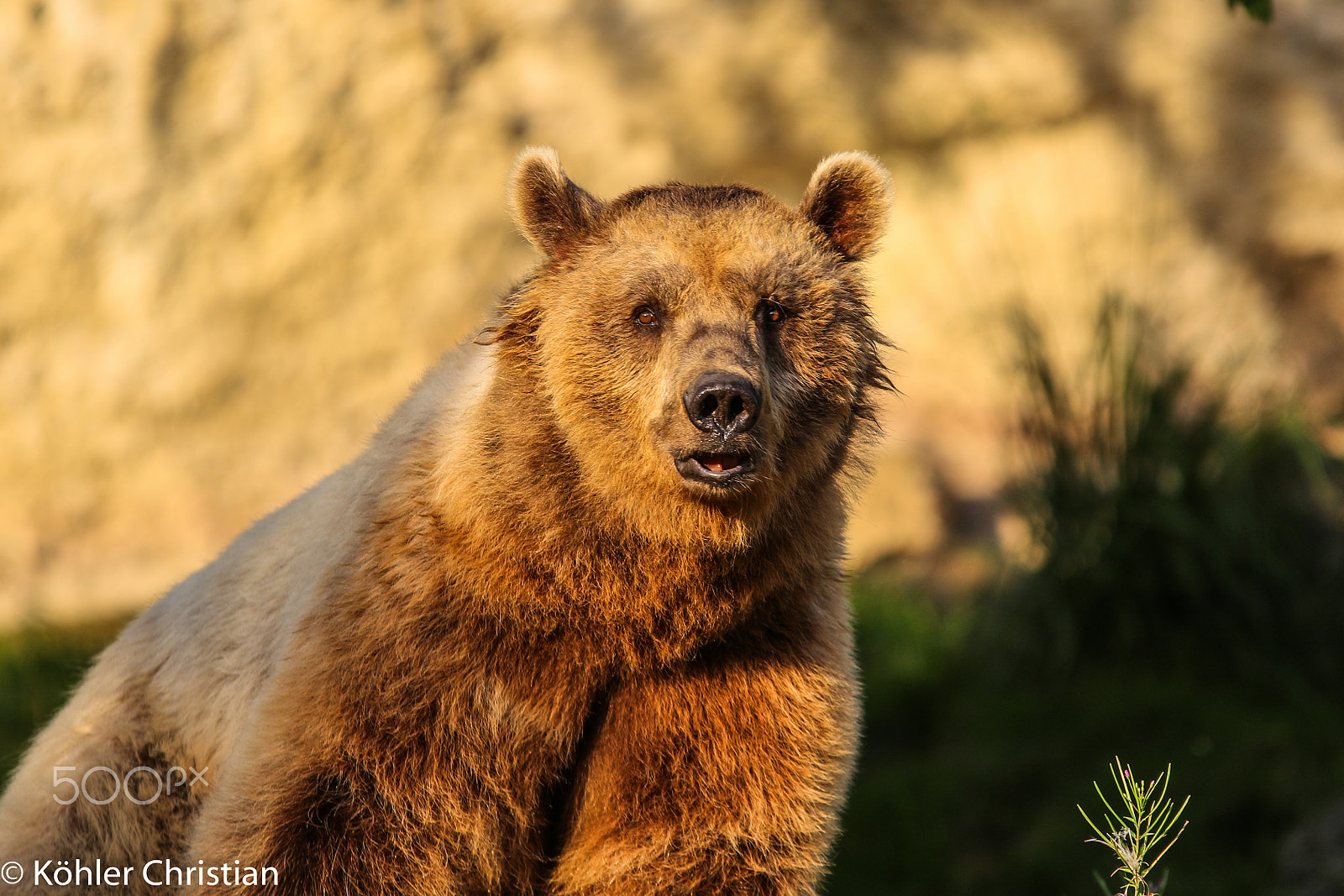 Sigma 70-200mm F2.8 EX DG OS HSM sample photo. Zoo salzburg 2016 photography