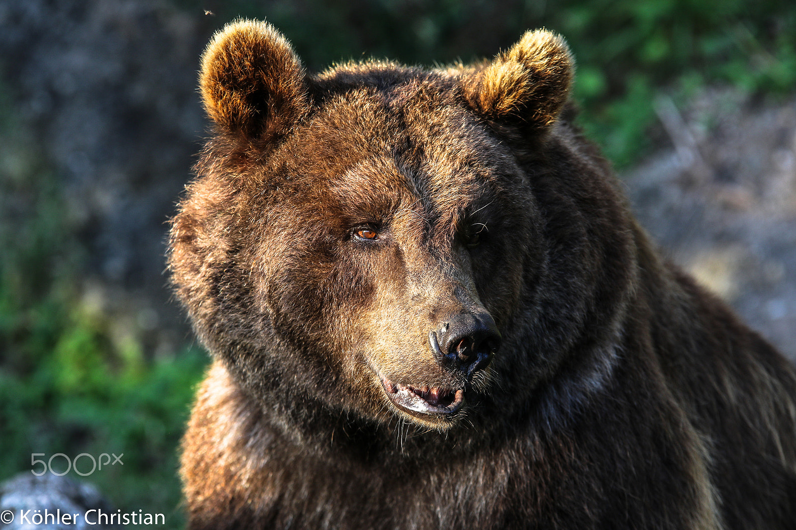 Sigma 70-200mm F2.8 EX DG OS HSM sample photo. Zoo salzburg 2016 photography