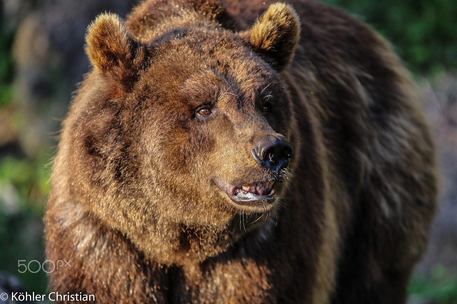 Sigma 70-200mm F2.8 EX DG OS HSM sample photo. Zoo salzburg 2016 photography