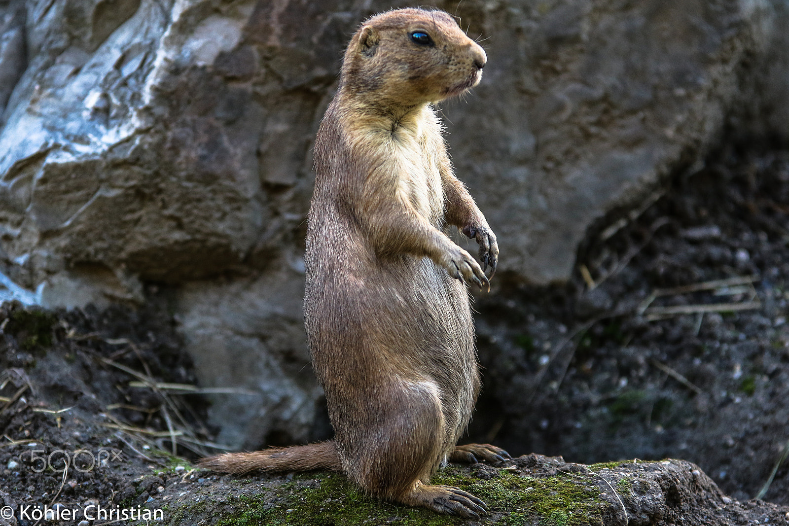 Sigma 70-200mm F2.8 EX DG OS HSM sample photo. Zoo salzburg 2016 photography