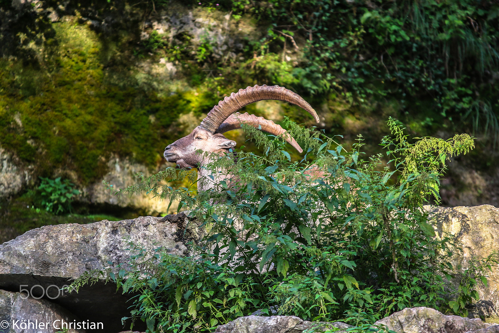Sigma 70-200mm F2.8 EX DG OS HSM sample photo. Zoo salzburg 2016 photography