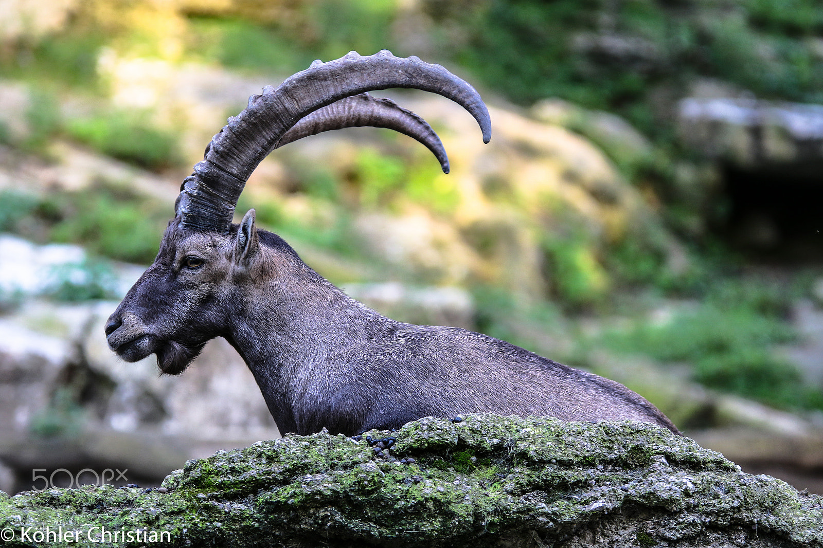 Sigma 70-200mm F2.8 EX DG OS HSM sample photo. Zoo salzburg 2016 photography