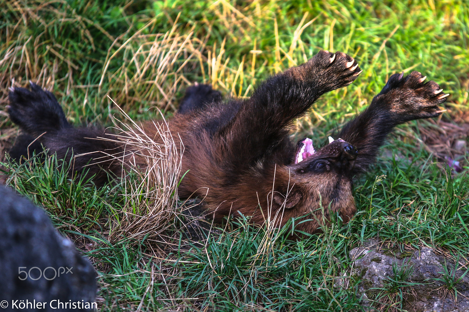 Sigma 70-200mm F2.8 EX DG OS HSM sample photo. Zoo salzburg 2016 photography