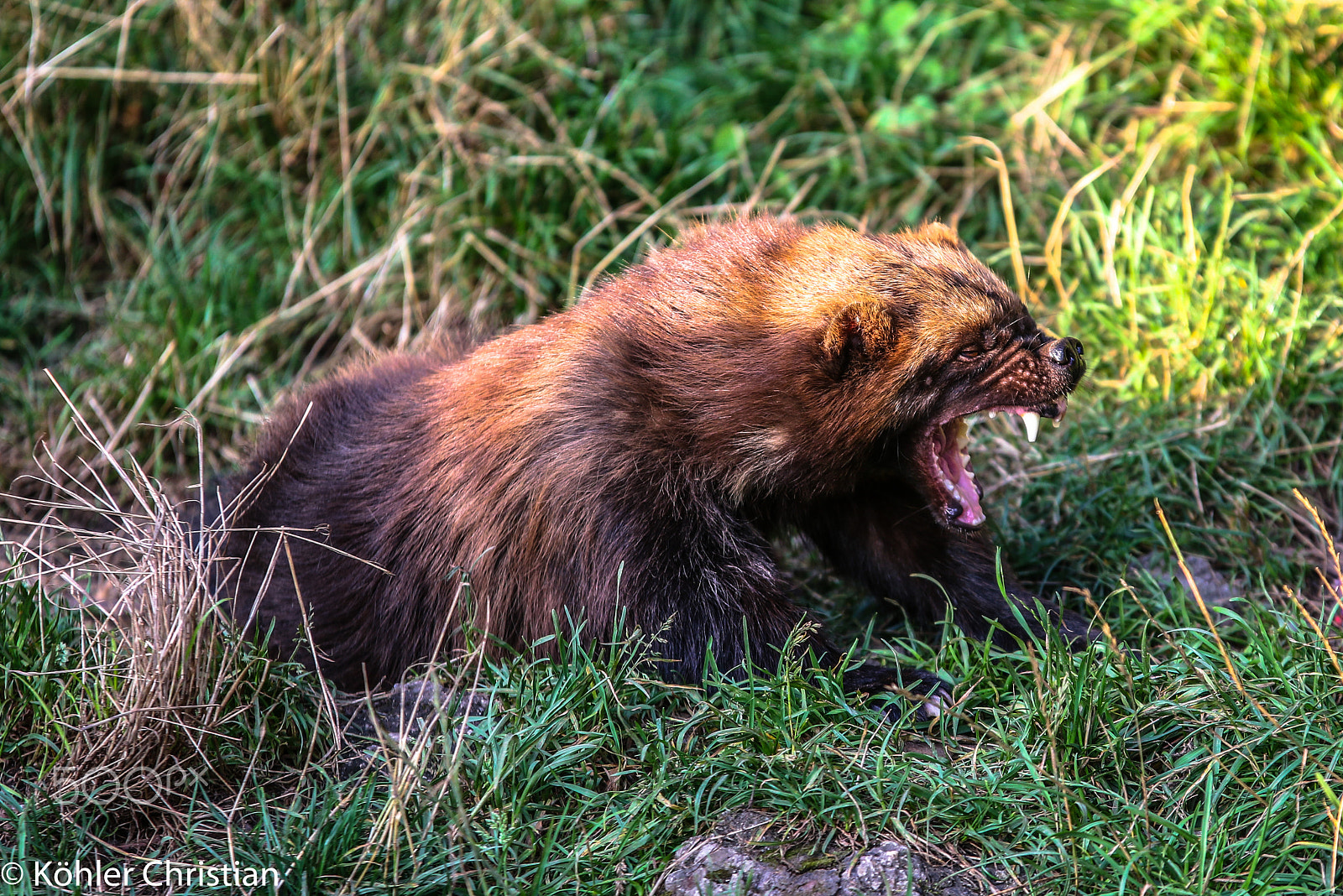 Sigma 70-200mm F2.8 EX DG OS HSM sample photo. Zoo salzburg 2016 photography