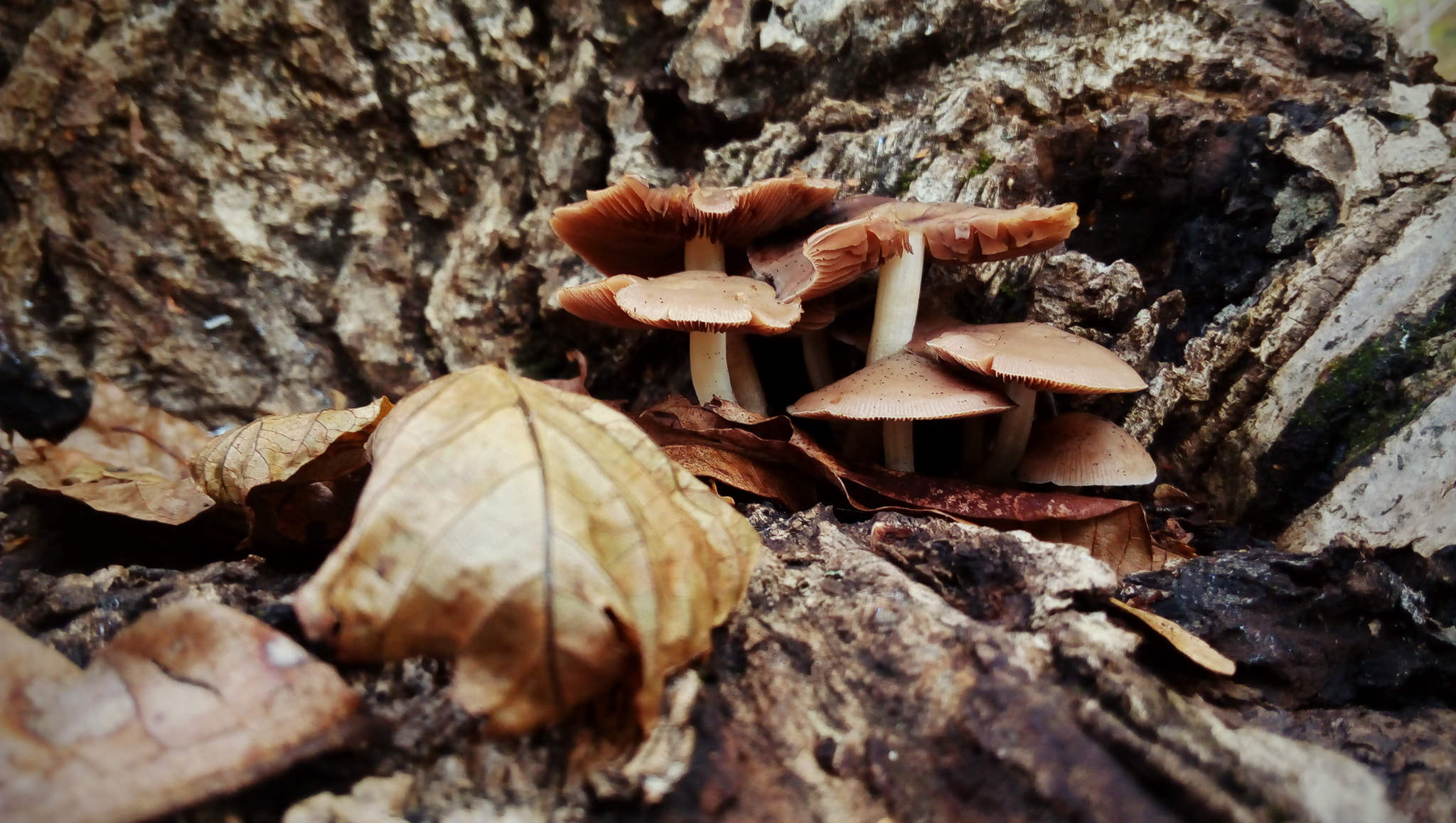 Lenovo P70-A sample photo. Little world photography