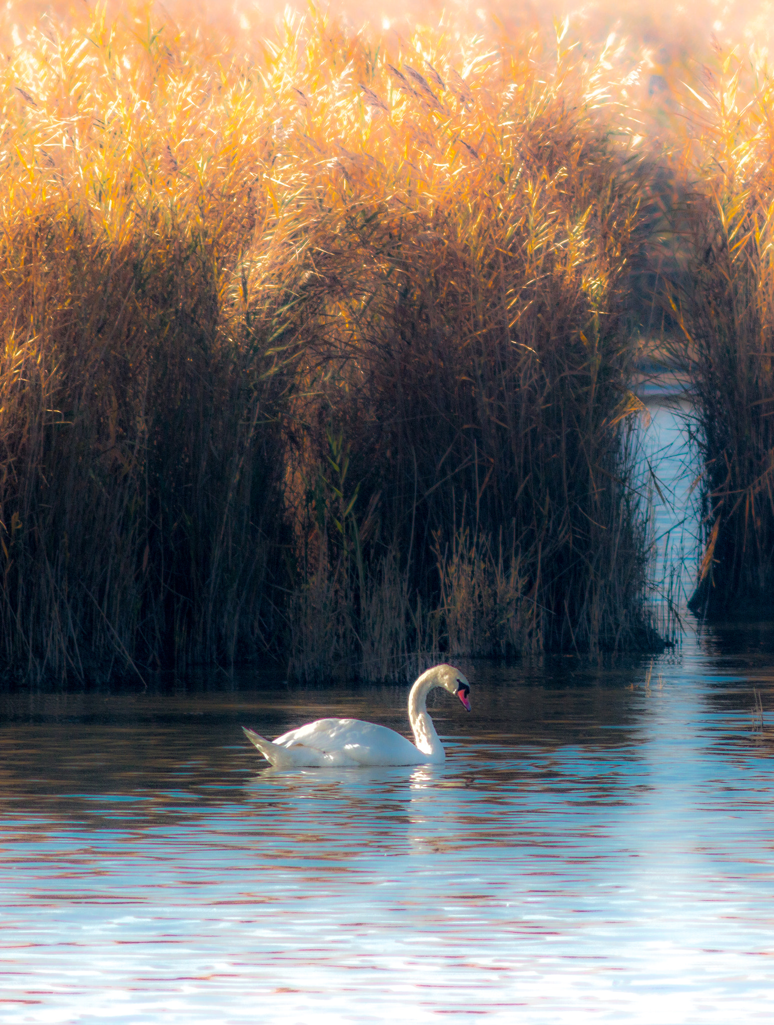 Canon EF 200mm f/2.8L II + 2x sample photo. Swan series ii photography
