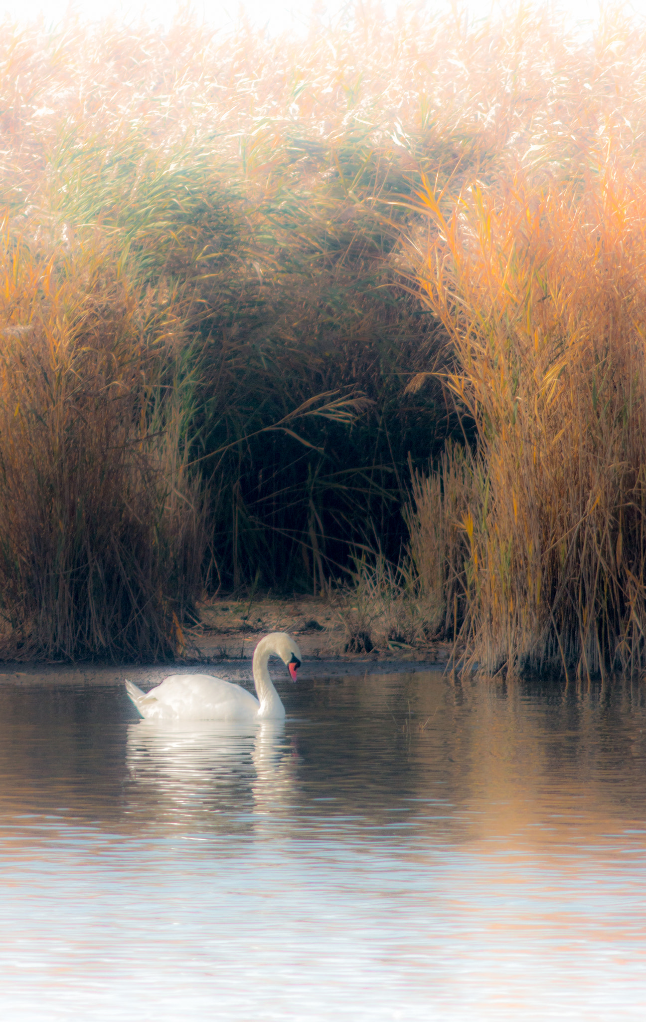 Canon EF 200mm f/2.8L II + 2x sample photo. Swan series i photography