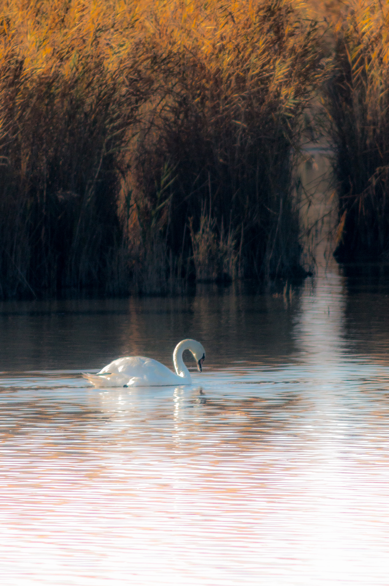 Canon EF 200mm f/2.8L II + 2x sample photo. Swan series iv photography