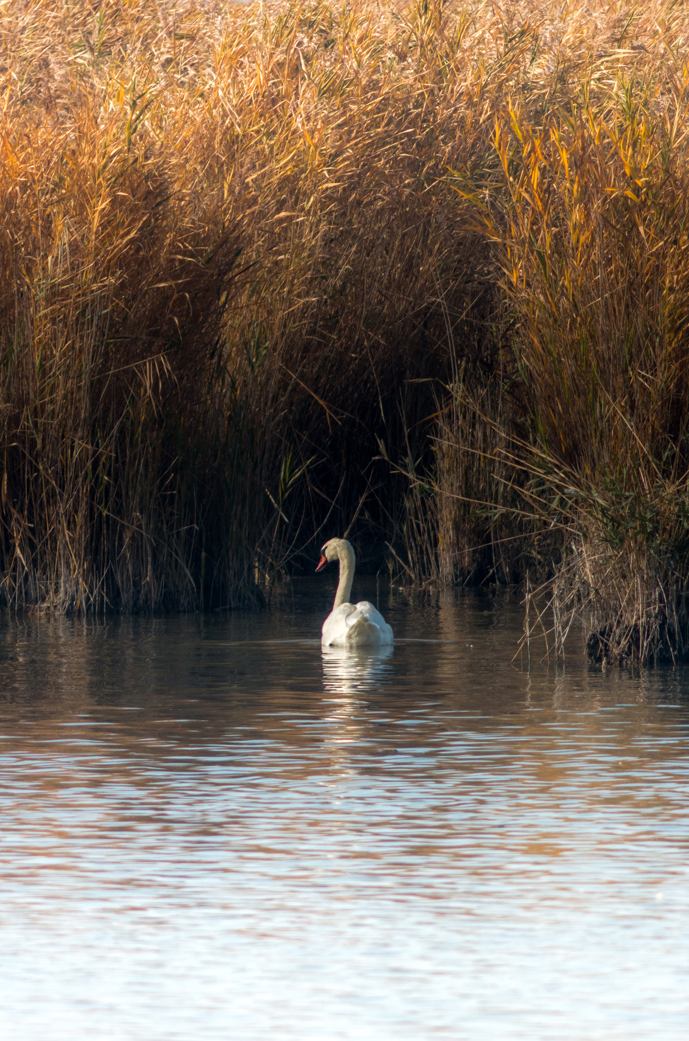 Canon EF 200mm f/2.8L II + 2x sample photo. Swan series iii photography
