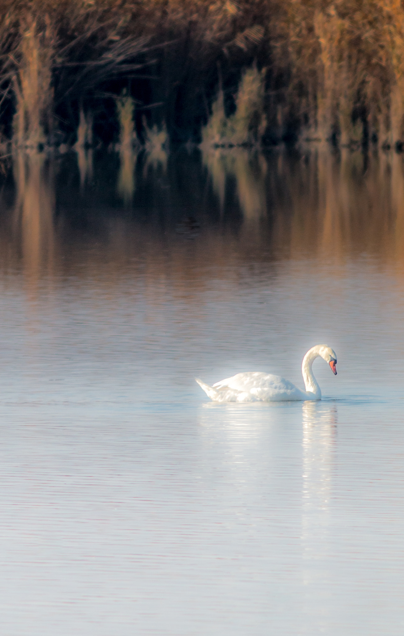 Canon EF 200mm f/2.8L II + 2x sample photo. Swan series v photography