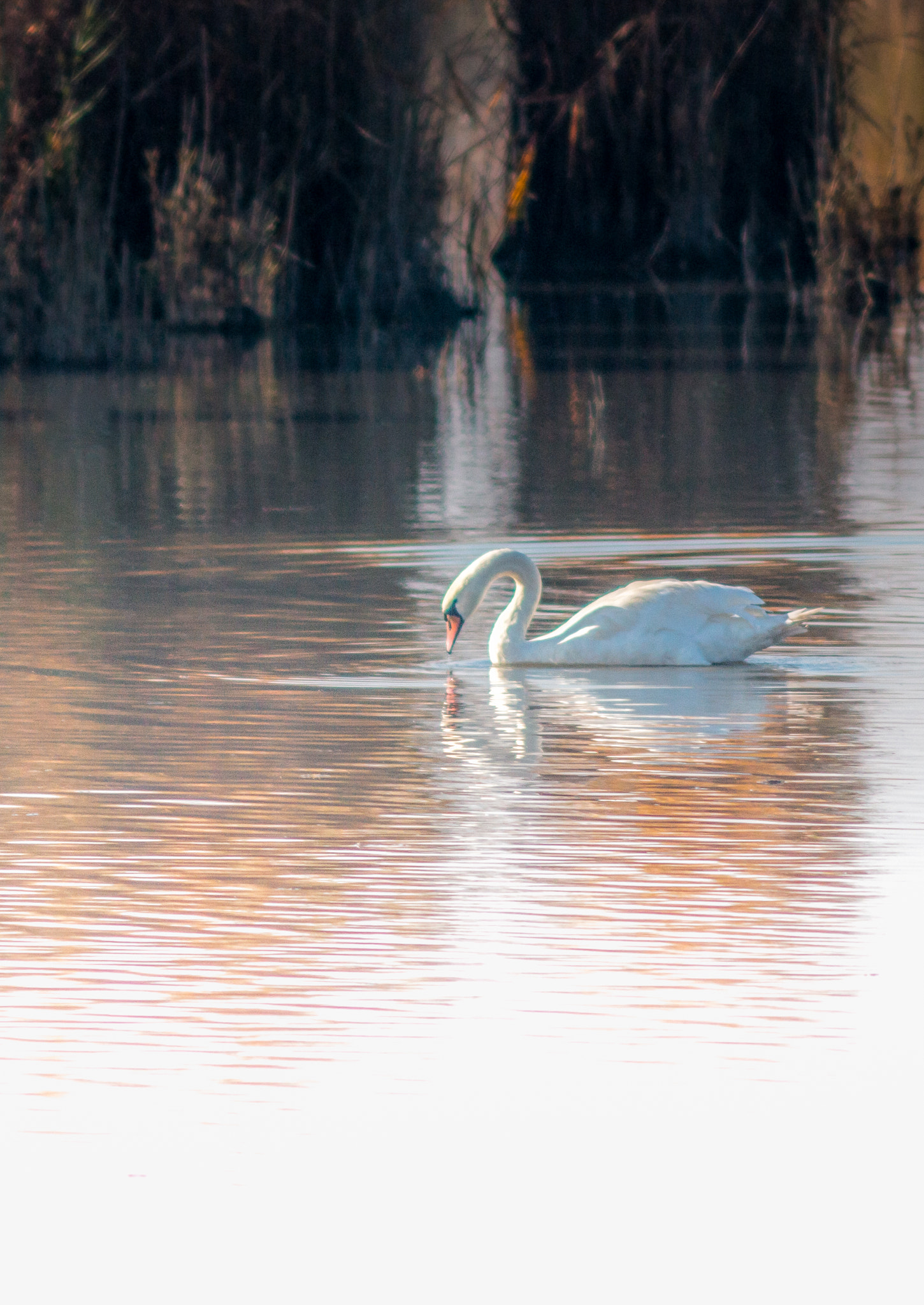 Canon EF 200mm f/2.8L II + 2x sample photo. Swan series viii photography